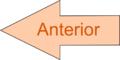 Anterior.png